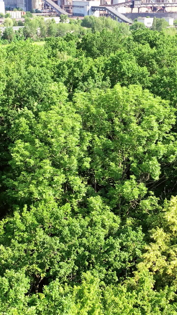 Green forest from above. Flying over beautiful green forest in rural landscape