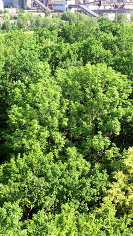 green forest from above. flying over beautiful green forest in rural landscape