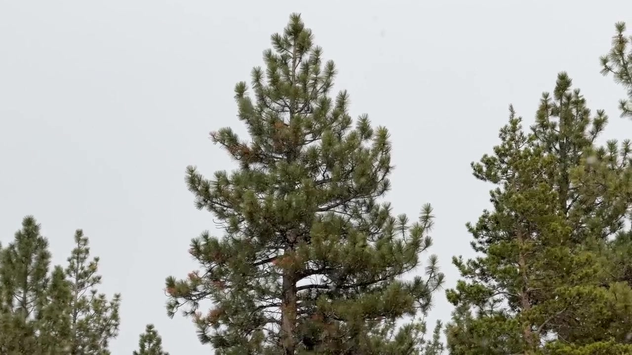 Copas de pinheiros altos se destacam contra um céu cinzento e nublado perto da Praia Sand Harbor no Lago Tahoe. Galhos de árvores perenes balançam suavemente na brisa calma em um dia nublado.