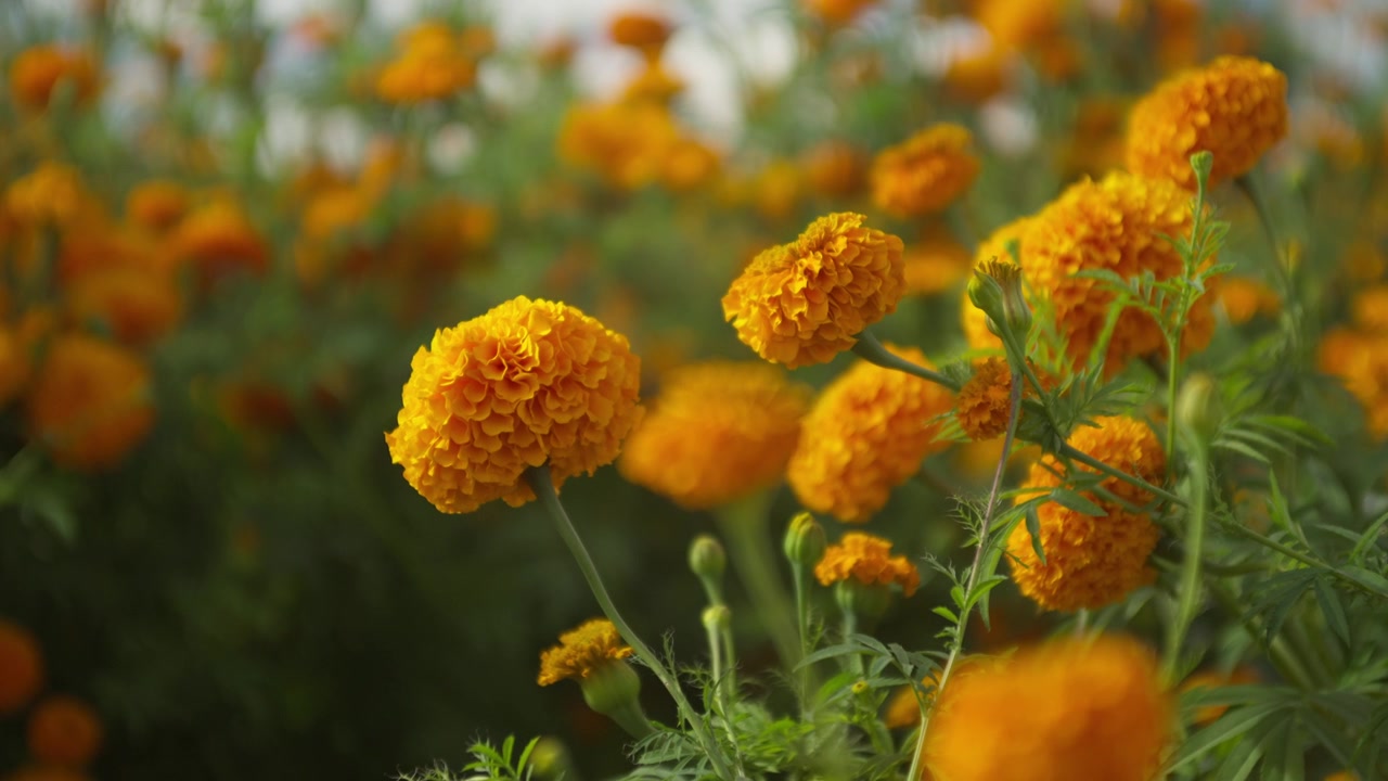 SLOW MOTION: Fiori di Cempasúchil in un campo in Michoacán in una giornata soleggiata e ventosa