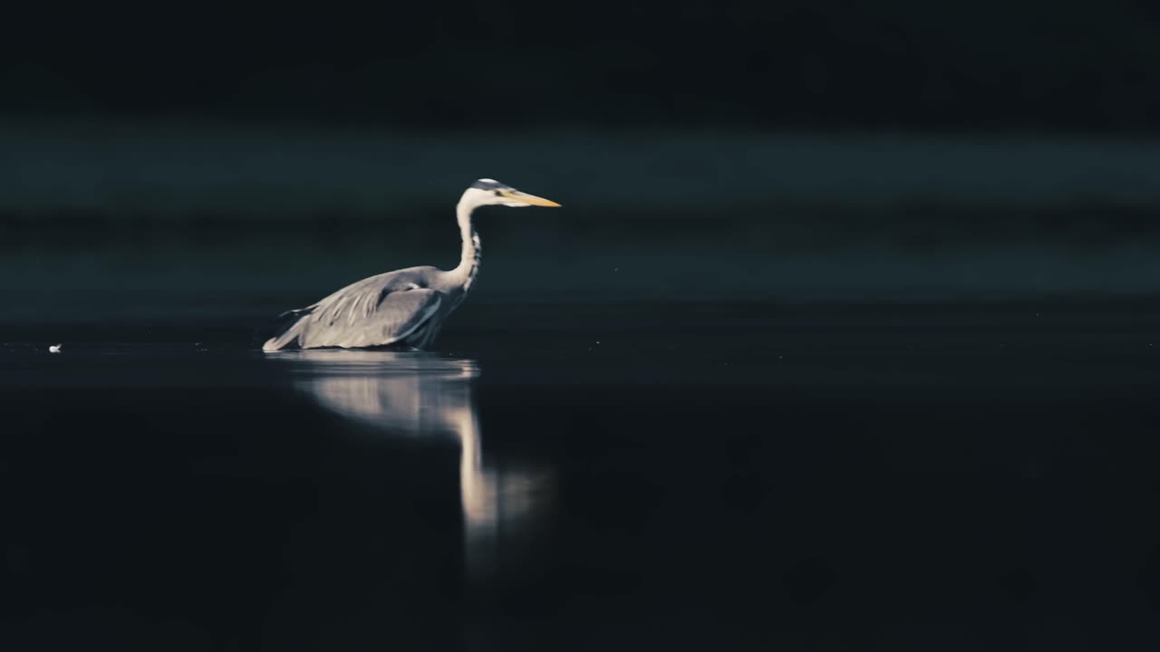Beautiful Grey Heron Foraging in Tranquil Water, Wilderness Scene