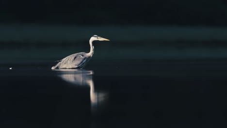 beautiful grey heron foraging in tranquil water, wilderness scene