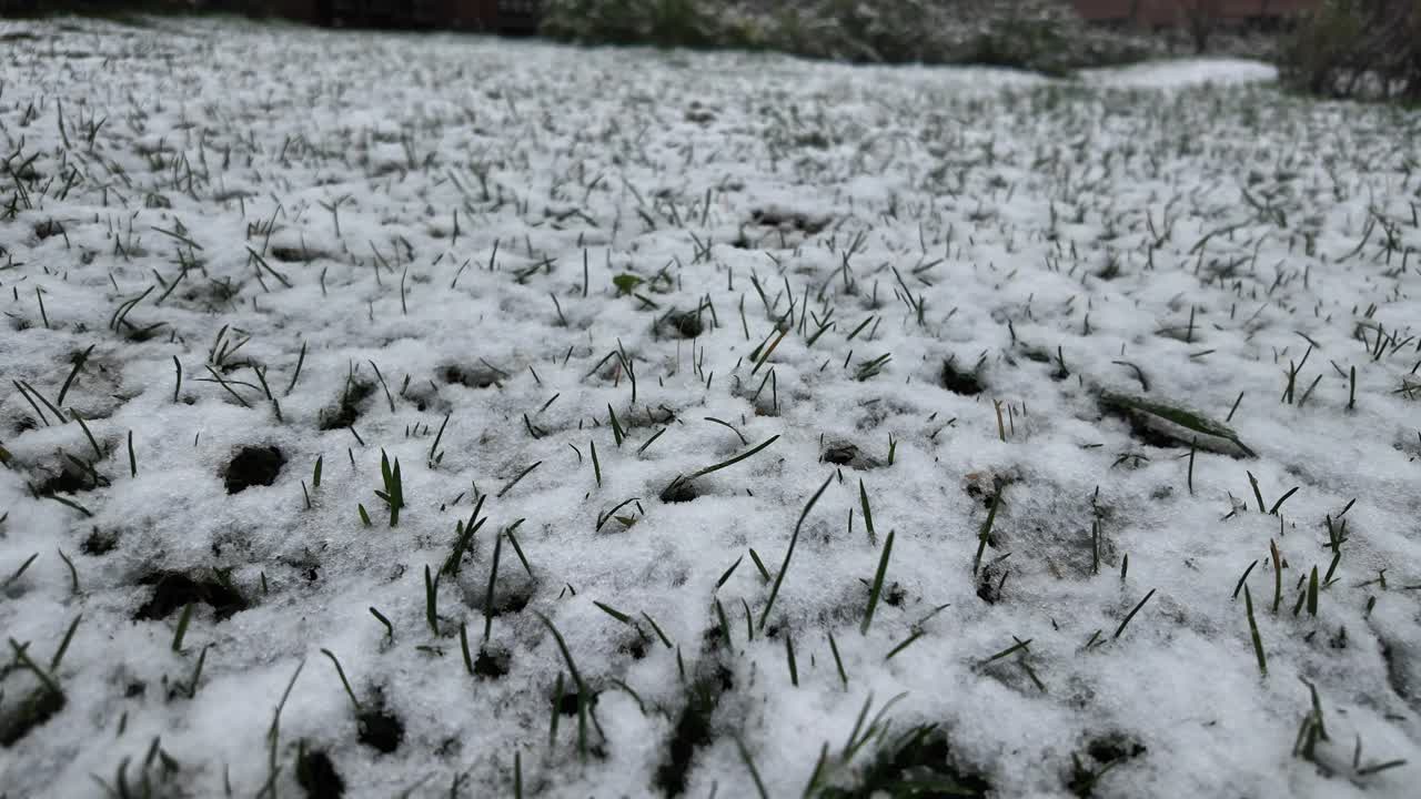 Snow on Grass
