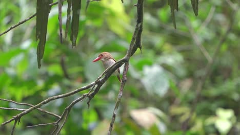 female-banded-kingfisher-perched-on-a-branch