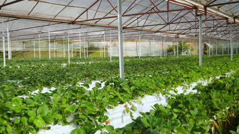 Vast-Strawberry-Greenhouse-with-Long-Rows-of-Growing-Green-Plants-with-Ripe-Berries---pan-reveal