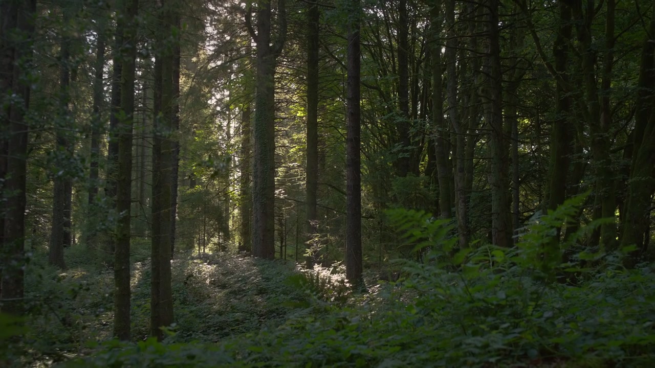 Tranquillo Bosco di Conifere con Sole Basso che Illumina il Sottobosco di Felci 4K. Il sole basso filtra attraverso alte conifere su un denso sottobosco di felci nella foresta