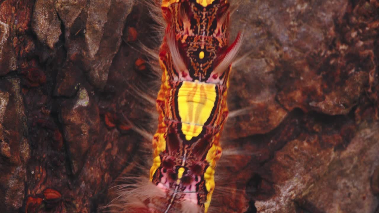 Close view of a venomous caterpillar from the Megalopygidae moth family crawling on tree bark in Peru.