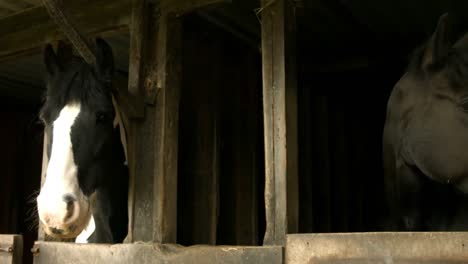 horses in stable in the countryside