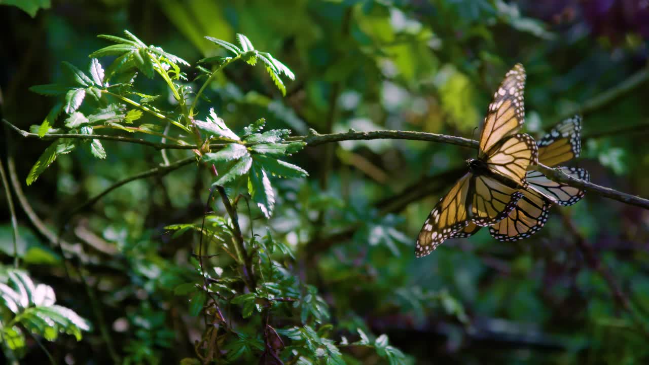 sea testigo del cortejo íntimo de dos mariposas monarca mientras se involucran en una delicada danza de amor y conexión.