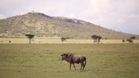 un gnu comiendo hierba en las llanuras en un safari en la reserva de masai mara en kenia, áfrica