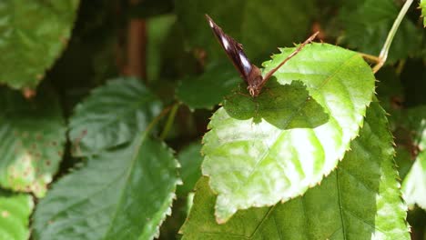 butterfly resting on a leaf in nature