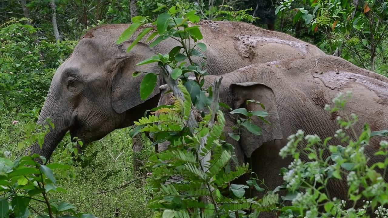 Los elefantes asiáticos son especies en peligro de extinción y también habitan en Tailandia