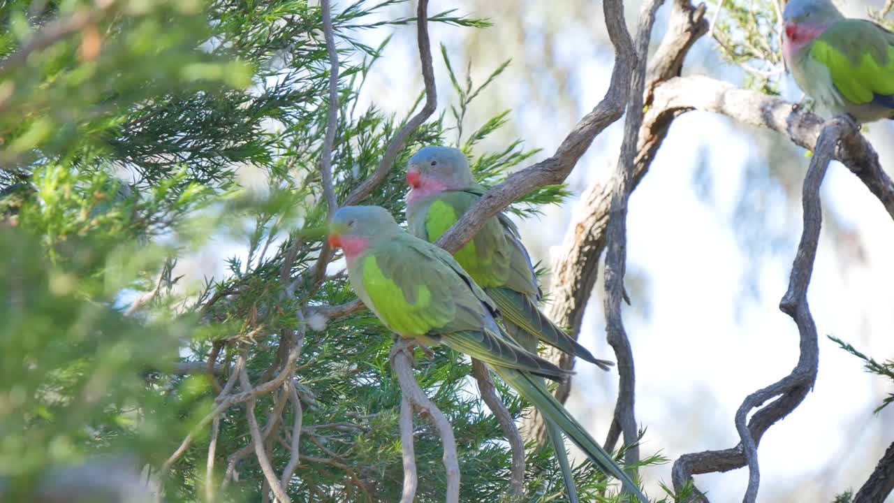 Parrots sitting on tree branches