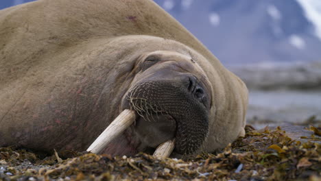 walrus sleeps with it's tusks dug into the sand