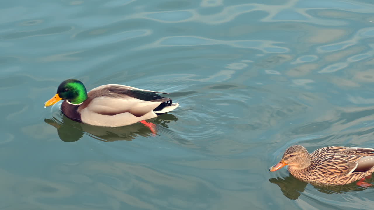 Two ducks, a male and a female, glide smoothly across a serene lake. The sun sets behind them, casting warm colors on the water's surface