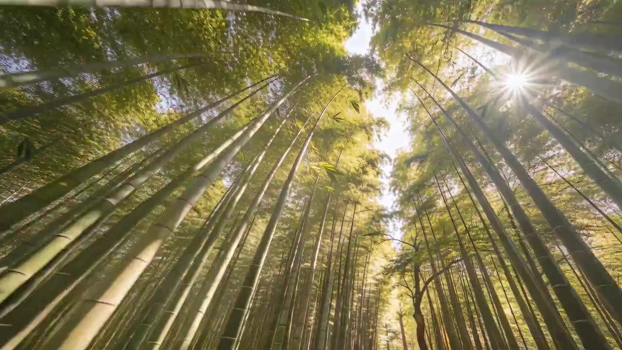 Telecamera inclinata dal basso che si muove verso l'alto attraverso un boschetto di bambù, rivelando la chioma e i raggi di sole.