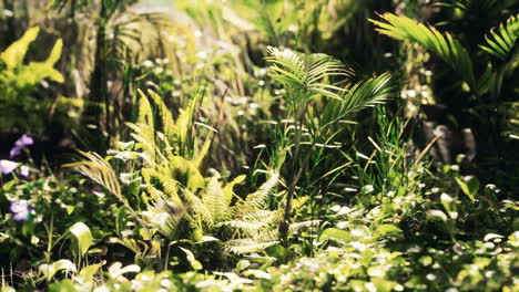 close up jungle grass and plants