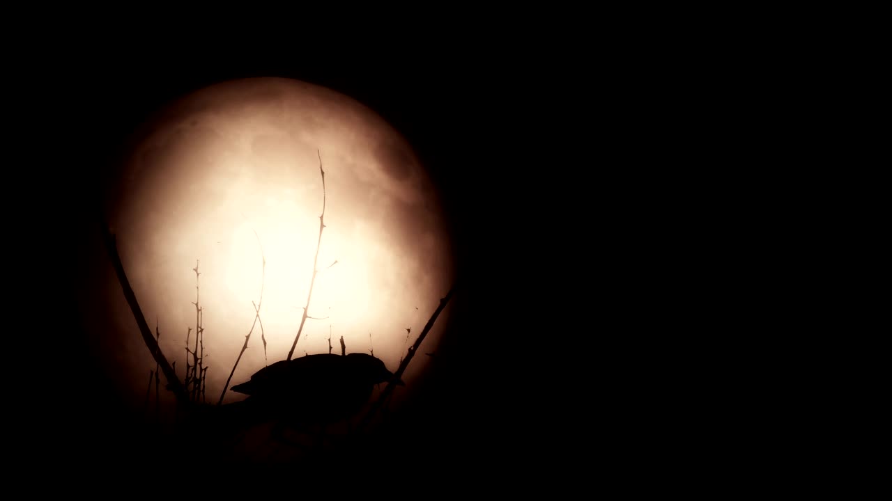 밝은 보름달을 배경으로 새의 실루