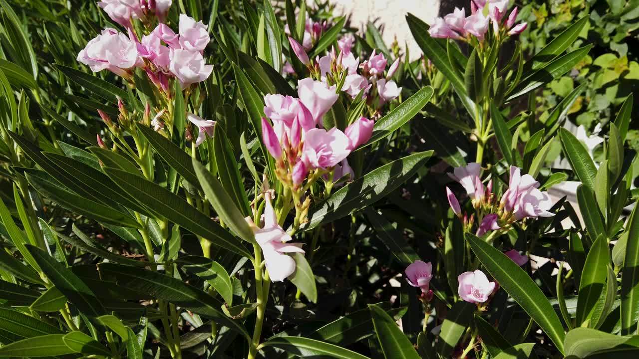 핑크 드워프 서양 협죽도 꽃의 여러 클러스터