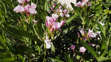 Several-clusters-of-pink-dwarf-Oleander-blooms
