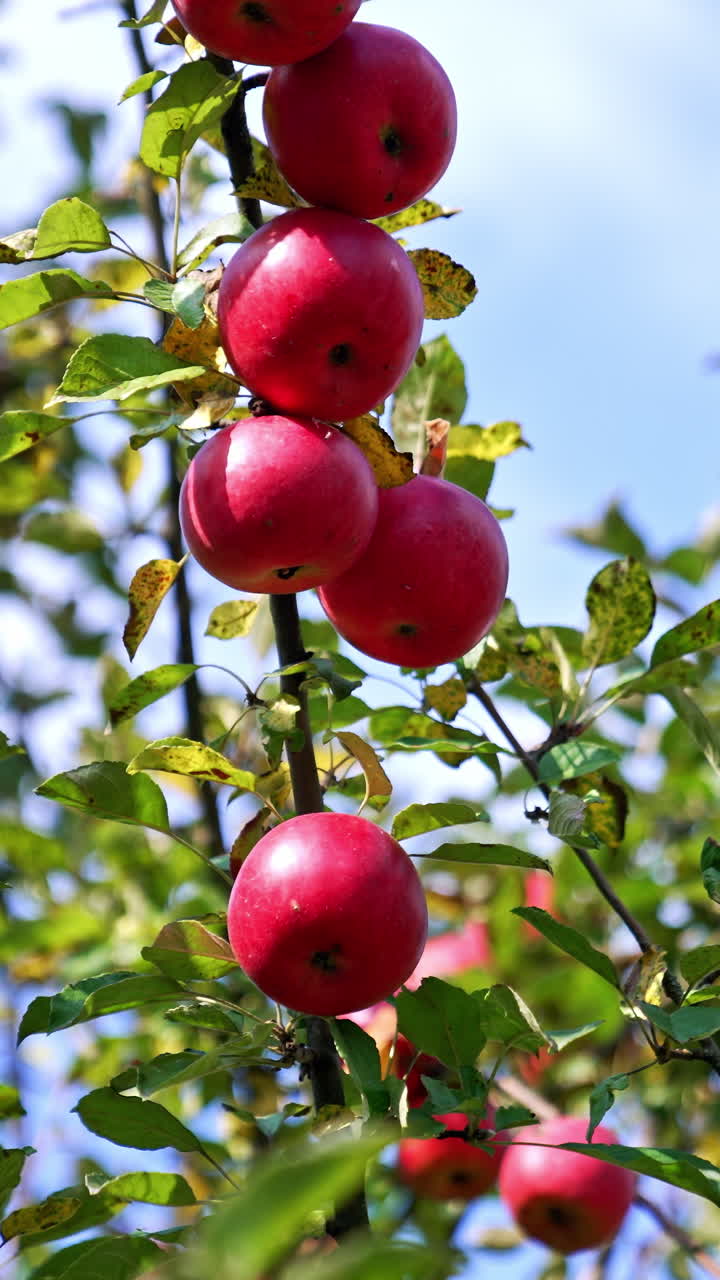 Beautiful red ripe apples growing on the tree. Apple orchard on the harvest season on sunny day. Blue sky backdrop. Vertical video