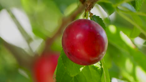 ripe small plums on branches close up with nice lighting