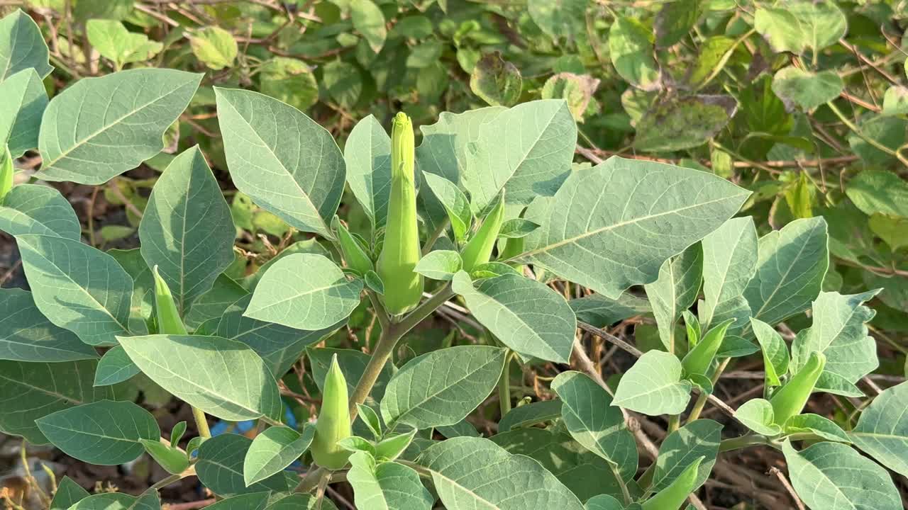 Close-up of Datura (Jimsonweed) Plant with Unopened Buds