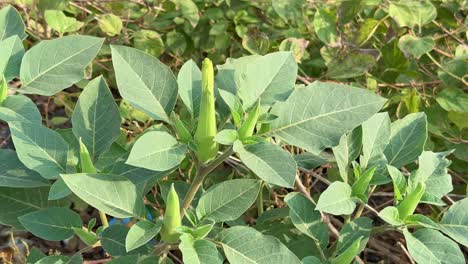 close-up of datura (jimsonweed) plant with unopened buds