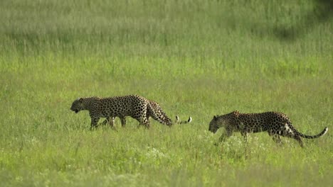 wide shot of a female leopard and her two grown cubs walking through the frame in the green grassland of the kgalagadi transfrontier park