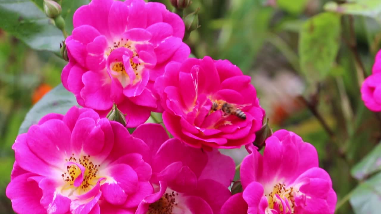Close up of small bees buzzing around a pink beach rose