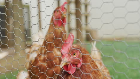 Close-up-of-two-hens-behind-fence-on-farm