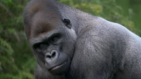 epic close-up of a powerful gorilla male making intense eye contact with the camera