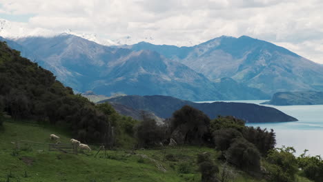 A-group-of-sheep-grazing-behind-a-farm-fence-with-stunning-mountains-as-the-backdrop