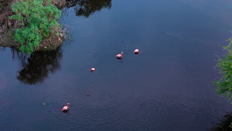 aerial pullback reveals flamingos floating in mangrove mudflat forest