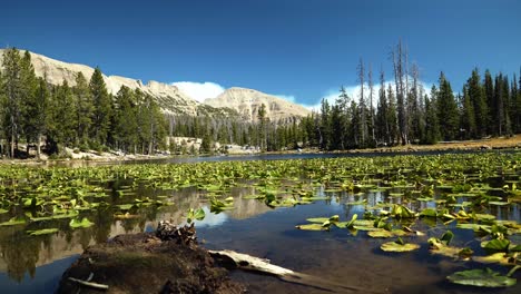 rising landscape shot of the tranquil butterfly lake with lily pads up the uinta national forest in utah with large rocky mountains and pine trees surrounding on a bright sunny summer day