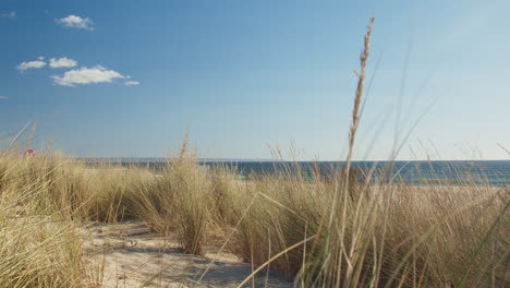 Bushes-on-the-beach-shaken-by-the-wind