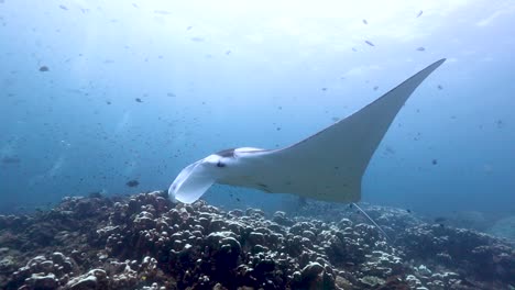 Mantarrayas-En