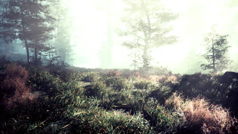 wooded forest trees backlit by golden sunlight