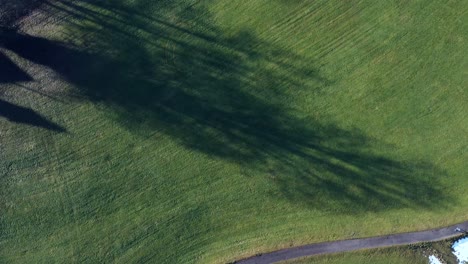 Largas-Sombras-De-Grandes-árboles-En-La-Hierba-Verde-Y-El-Paisaje,-Drone-Girando-Lentamente