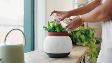 woman watering a plant