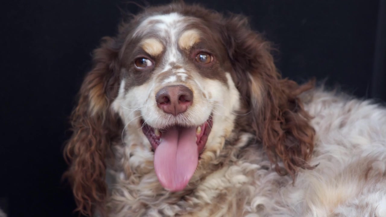 Um cão feliz com a língua de fora sentado na mala de um carro branco grande.