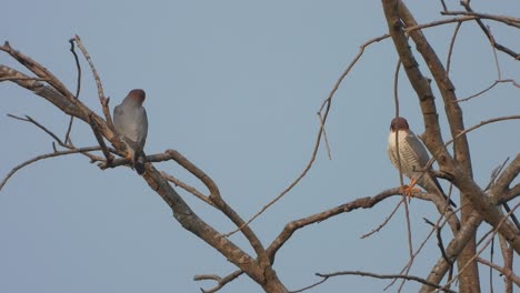 halcón peregrino en el árbol