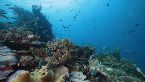 Vibrant-coral-reef-and-schooling-reef-fish-in-Raja-Ampat-in-Indonesia