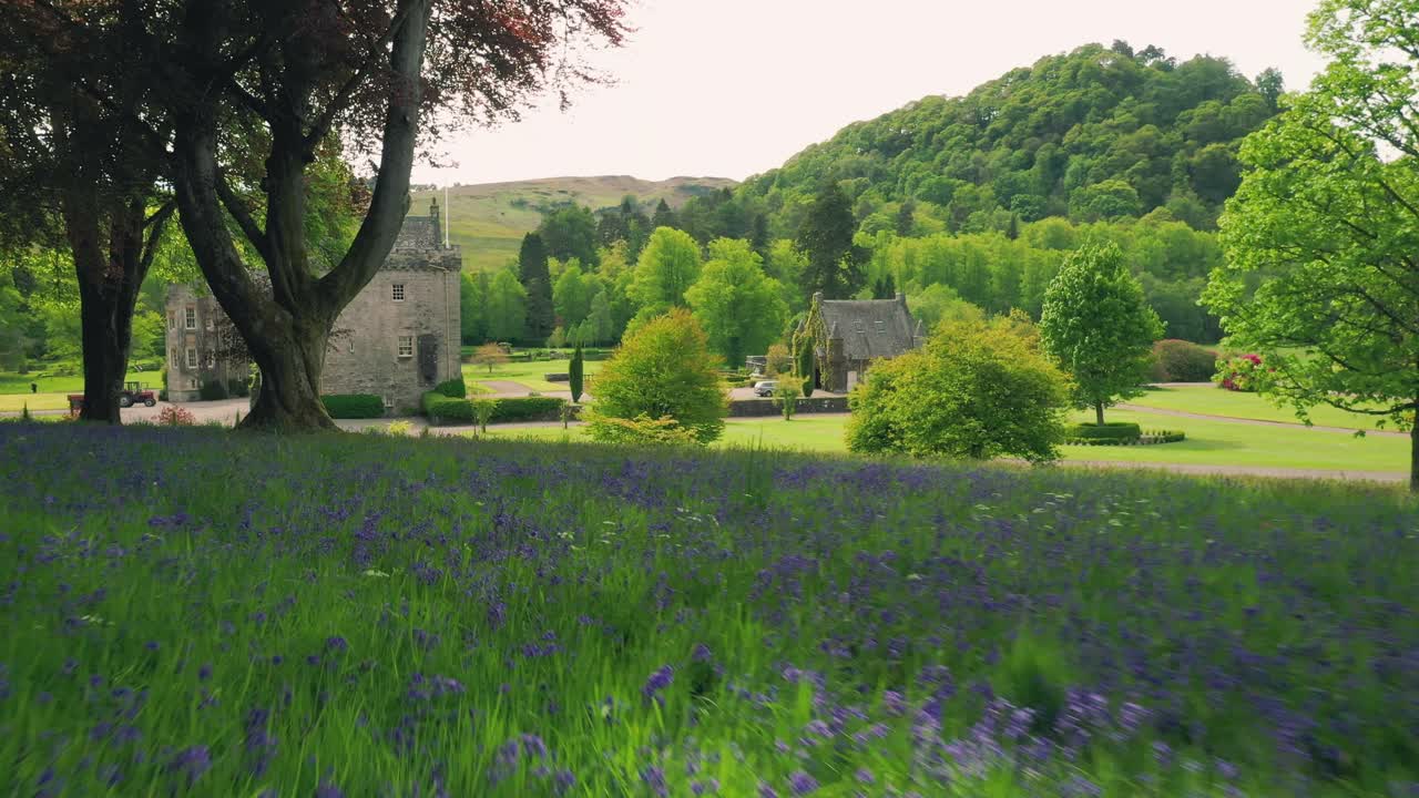 lechos de campanillas en un área de bosque verde exuberante con un castillo de campo en el fondo en las tierras bajas escocesas, escocia, video aéreo
