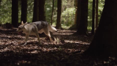 wolfhound running trough the forest