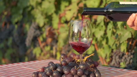 wine tasting, pouring red wine in vineyards background in langhe, piedmont