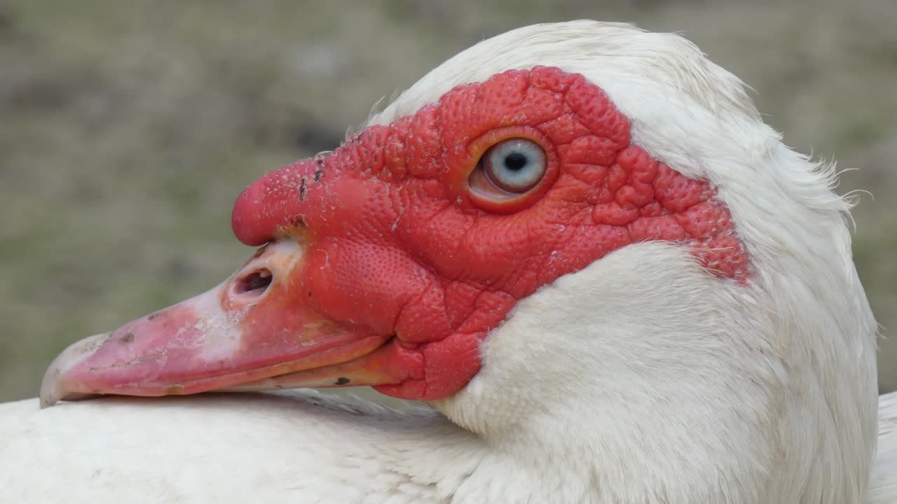 утка дрейк голова крупный план