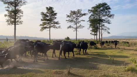 A-herd-of-water-buffalo-coming-out-of-a-river-as-they-return-from-grazing-in-the-late-afternoon-light