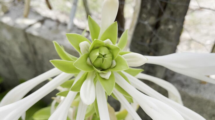 Riprese in primo piano di uno splendido fiore a petali bianchi in un cortile con una vecchia recinzione.