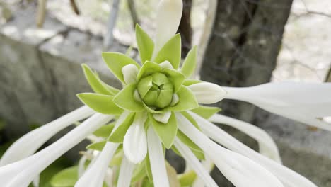 Imágenes-De-Cerca-De-Una-Impresionante-Flor-De-Pétalos-Blancos-En-El-Patio-Trasero-Con-Una-Valla-Vieja